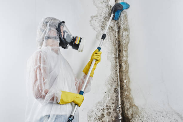 Best Local Mold Removal Service  in Weatherford, TX