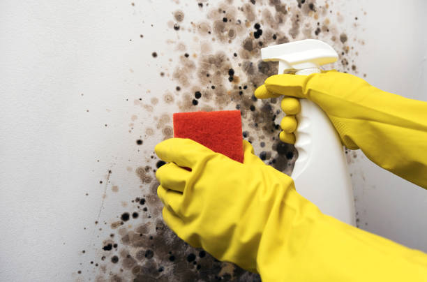 Best Commercial Mold Removal  in Weatherford, TX